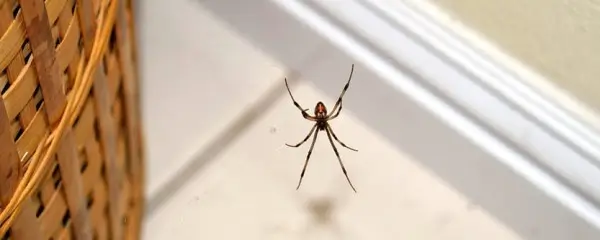 How Spiders Can Pose a Problem Can Pest Control Solve It img