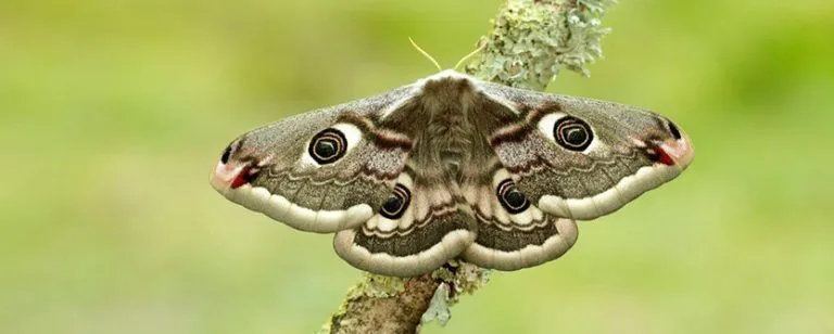 Signs of Moth Infestation and How to Deal With It Fast img Signs of Moth Infestation and How to Deal With It Fast img