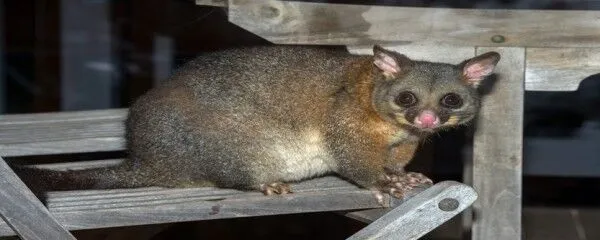 The Risks of Ignoring a Possum Infestation in Your Home img The Risks of Ignoring a Possum Infestation in Your Home img
