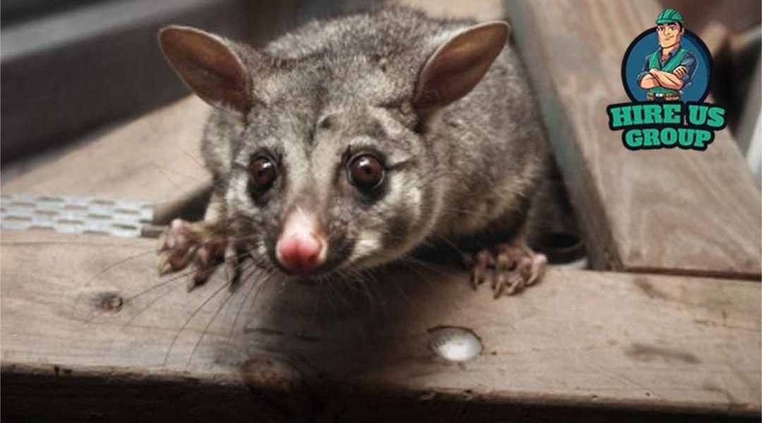 DIY-Possum-Control-vs-Hiring-Professionals-Whats-the-Best-Option