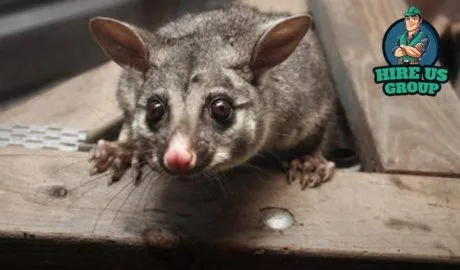 DIY Possum Control vs Hiring Professionals Whats the Best Option 460x270