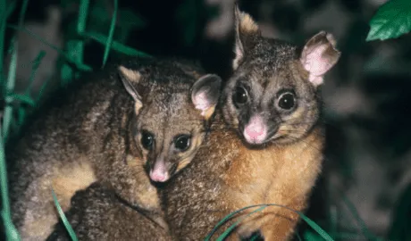 Signs of a Possum Problem and How to Handle It Safely