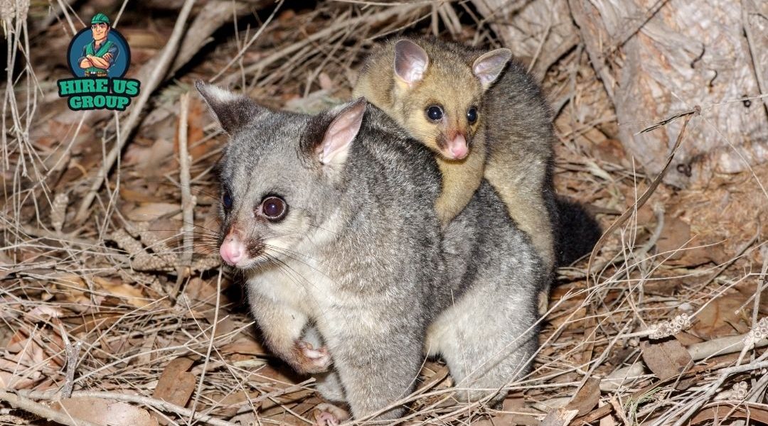 Possum Removal Services Melbourne