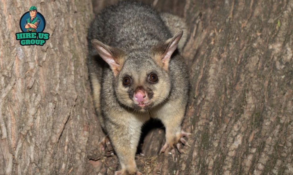 possum removal Melbourne