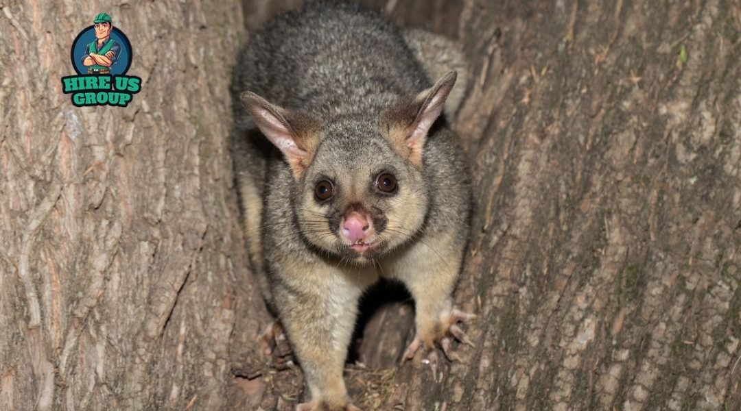 possum removal Melbourne