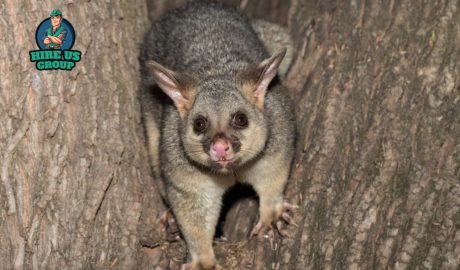 possum removal Melbourne