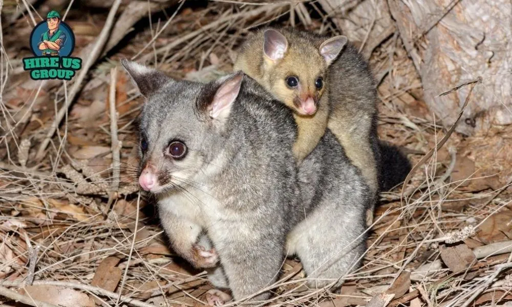 Reliable Possum Removal Services in Melbourne Your Ultimate Checklist for What to Expect img Reliable Possum Removal Services in Melbourne Your Ultimate Checklist for What to Expect img