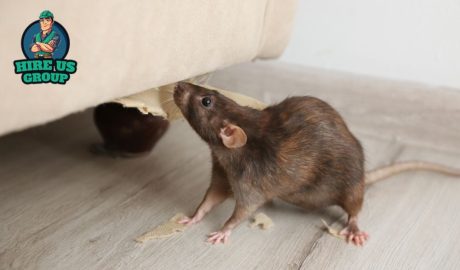 Rat & Mice Pest Control Experts in Melbourne