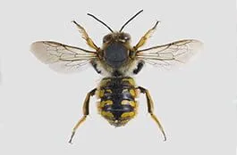 Australian mortar bees Australian mortar bees