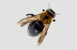 Carpenter Bees Carpenter Bees
