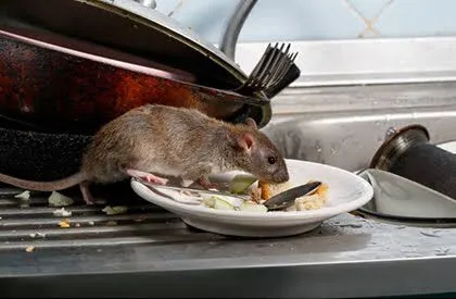 Food contamination r & m Food contamination r & m