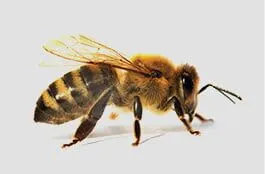 Honey Bees Honey Bees