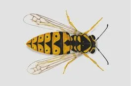 Yellow Jacket Yellow Jacket
