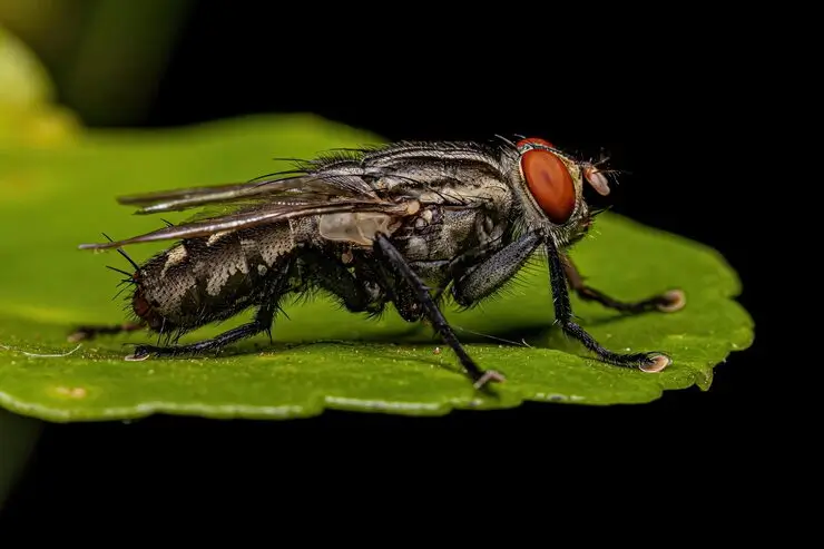 Flies