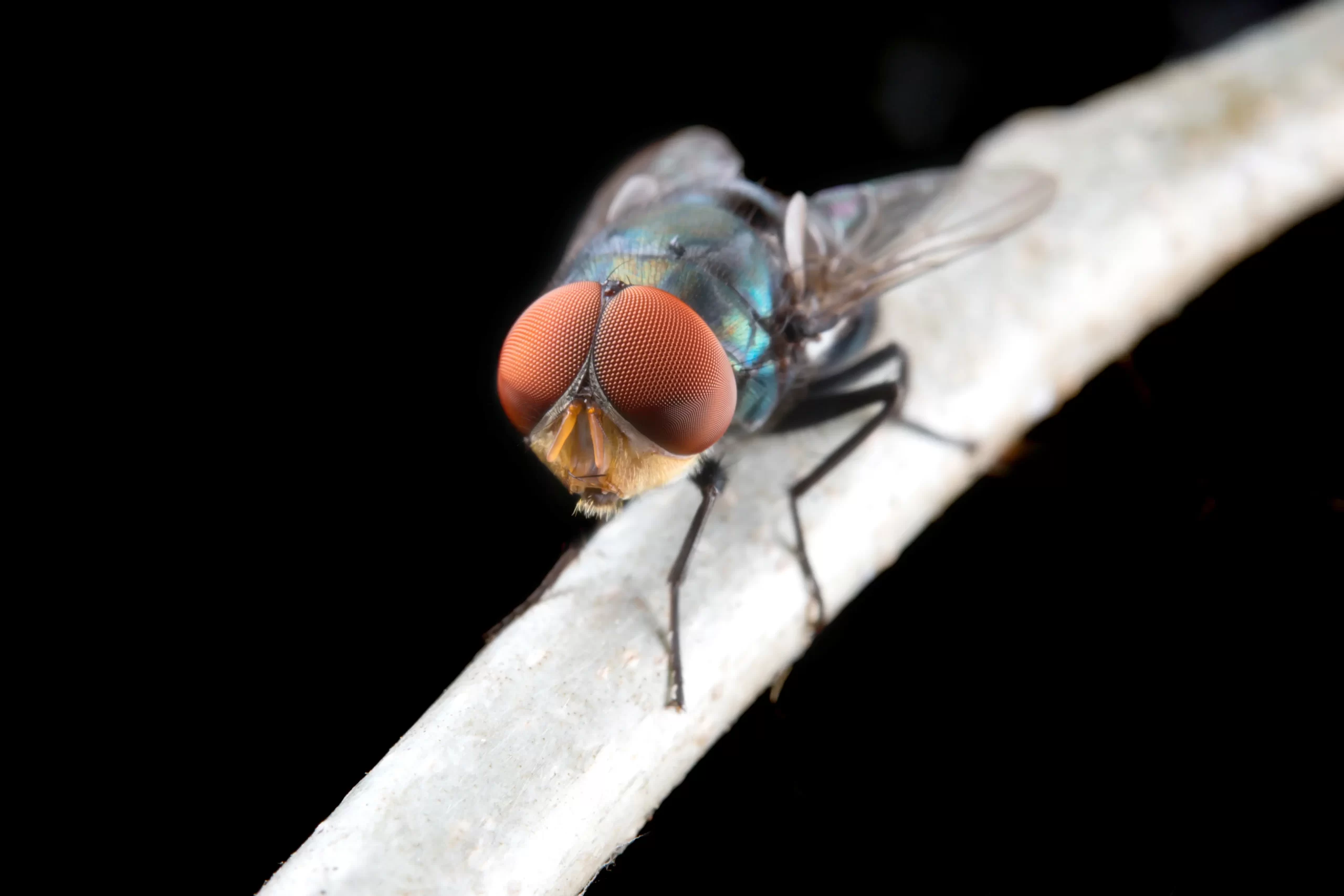 Flies