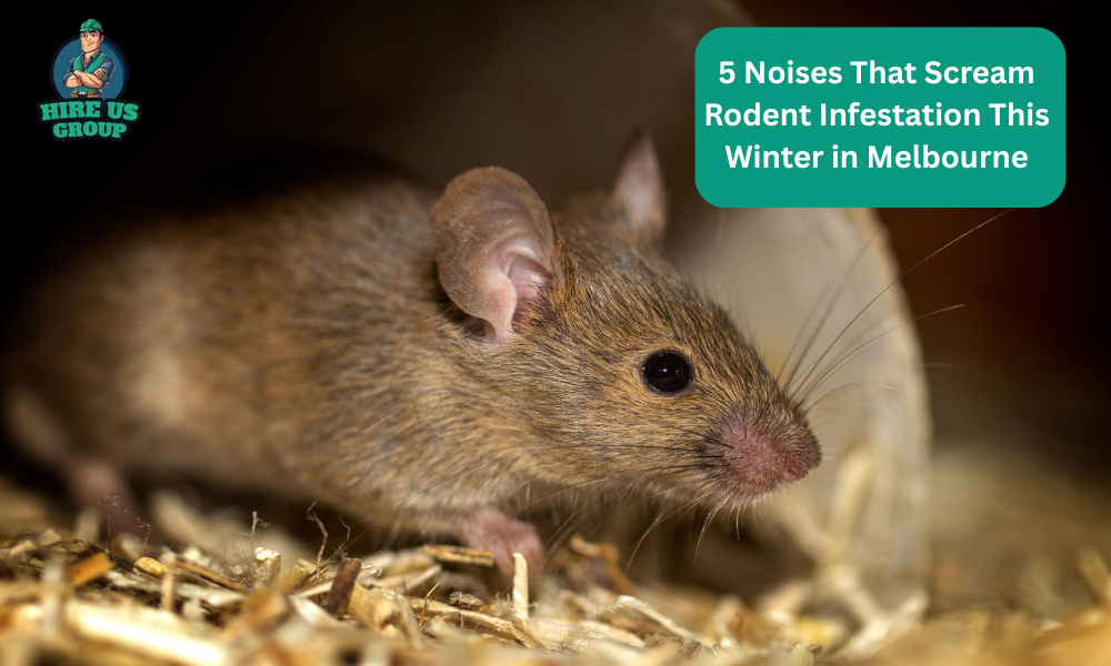 5 Noises That Scream Rodent Infestation This Winter in Melbourne