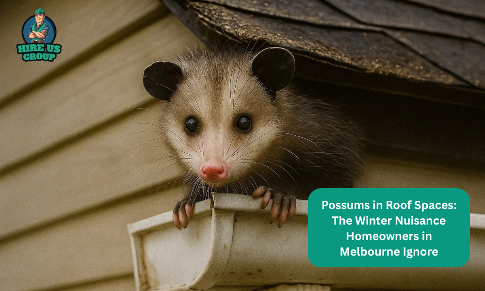 Possums in Roof Spaces: The Winter Nuisance Homeowners in Melbourne Ignore