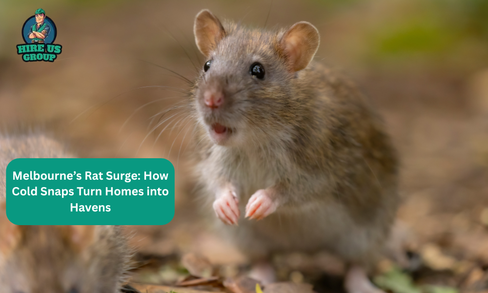 Melbourne’s Rat Surge: How Cold Snaps Turn Homes into Havens