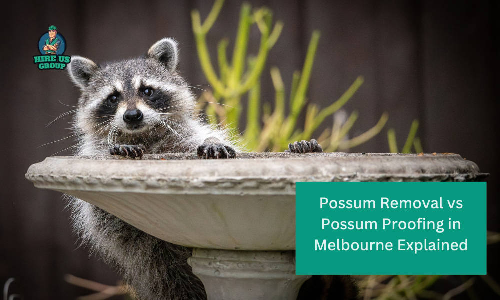 Possum Removal vs Possum Proofing in Melbourne Explained